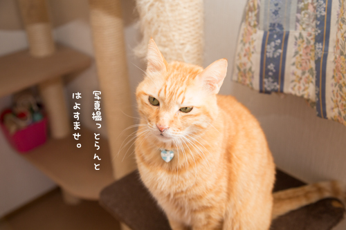 お掃除の日。_d0355333_17260201.jpg