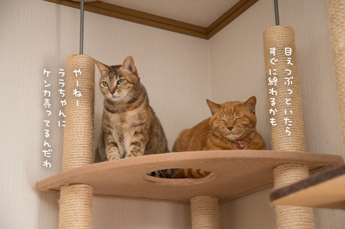 お掃除の日。_d0355333_17260256.jpg