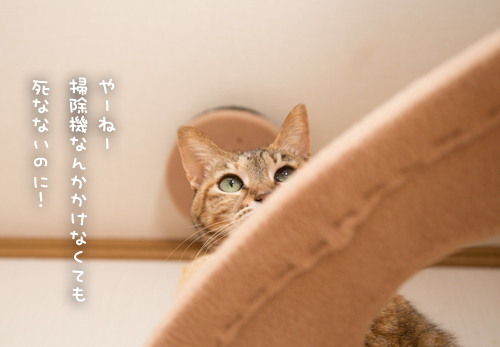 お掃除の日。_d0355333_17260276.jpg