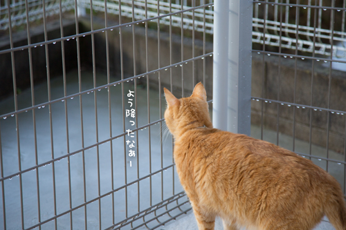 春の嵐だ_d0355333_17260306.jpg