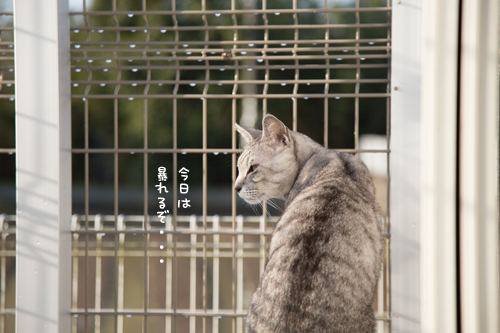 春の嵐だ_d0355333_17260309.jpg