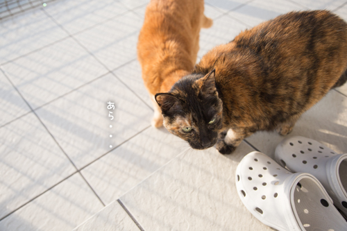 とおせんぼやで_d0355333_17260451.jpg