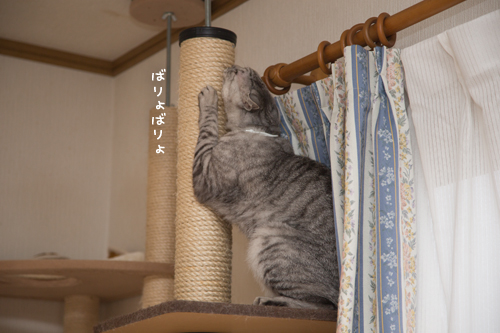 猫だって相手してほしい_d0355333_17260679.jpg