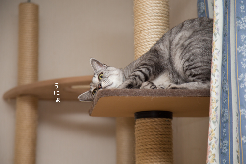 猫だって相手してほしい_d0355333_17260696.jpg