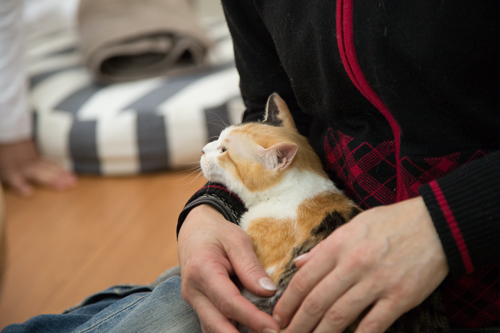 シェルター型猫カフェ「くすめっと」_d0355333_17261267.jpg