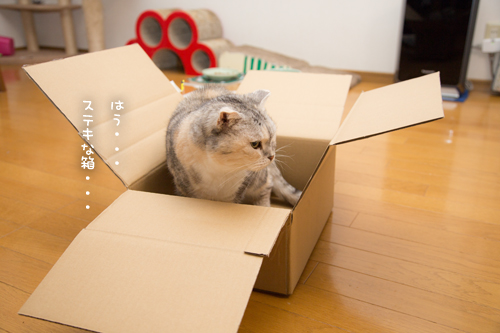 箱を巡る攻防戦_d0355333_17261740.jpg