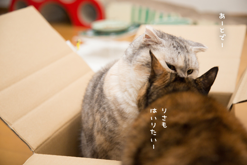 箱を巡る攻防戦_d0355333_17261748.jpg