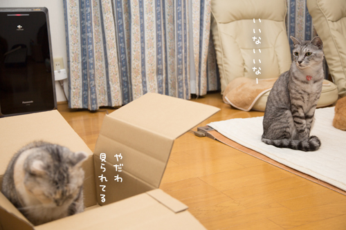 箱を巡る攻防戦_d0355333_17261815.jpg
