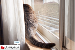東側の窓辺で_d0355333_17262067.jpg