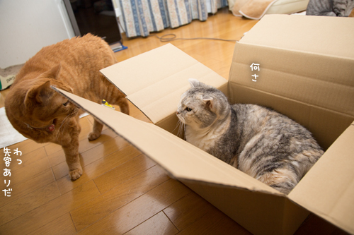 Gだって箱に入りたい_d0355333_17262198.jpg
