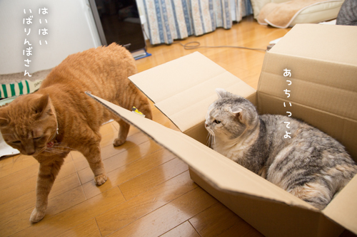 Gだって箱に入りたい_d0355333_17262300.jpg
