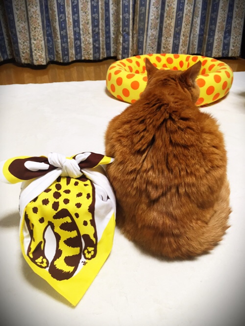 ツシマヤマネコちゃんがやってきた!_d0355333_17262637.jpg