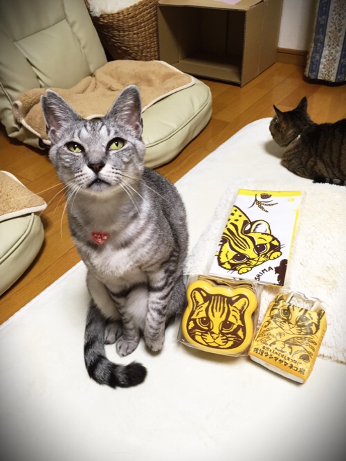 ツシマヤマネコちゃんがやってきた!_d0355333_17262690.jpg