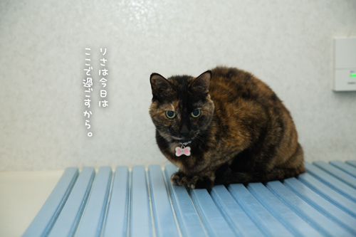 ストーカーりさ_d0355333_17262823.jpg