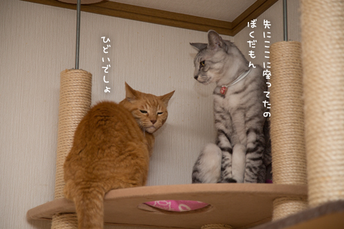 タワーの上でポカポカ_d0355333_17263011.jpg