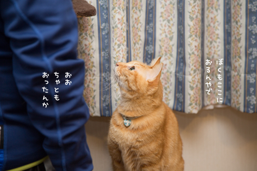 折り合いつけてこうなった_d0355333_17263225.jpg