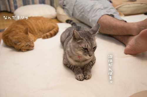 もじもじくんがんばる_d0355333_17263567.jpg