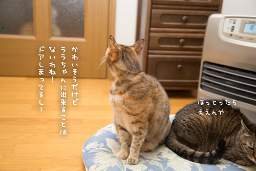 閉め出しの刑_d0355333_17263843.jpg