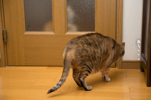 閉め出しの刑_d0355333_17263884.jpg