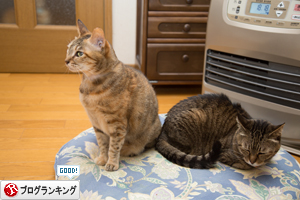 閉め出しの刑_d0355333_17263900.jpg