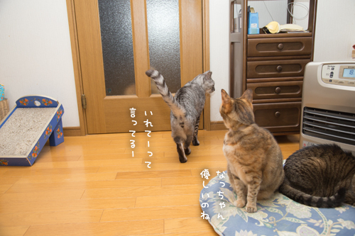 閉め出しの刑_d0355333_17263981.jpg