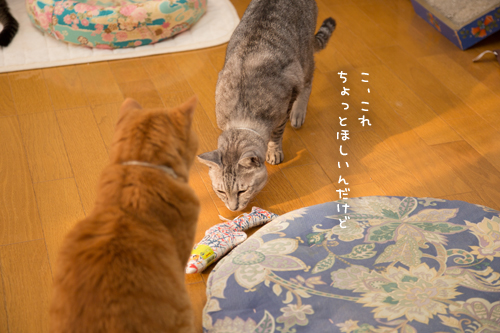 一触即発?_d0355333_17264082.jpg