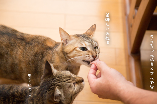 まぐろのある日~!_d0355333_17264305.jpg