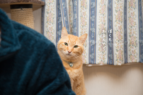 まぐろのある日~!_d0355333_17264320.jpg