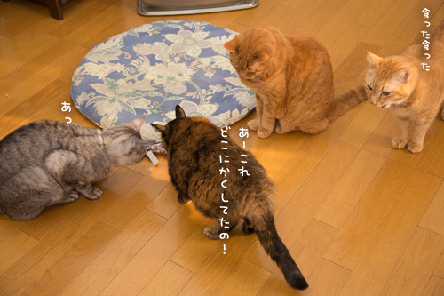 わりこんできたのは_d0355333_17264658.jpg