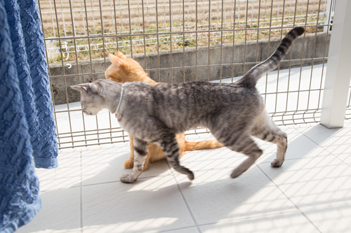 春のひざしの猫テラス_d0355333_17264736.jpg
