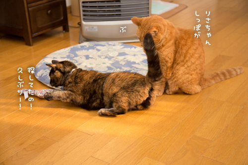 わりこんできたのは_d0355333_17264751.jpg