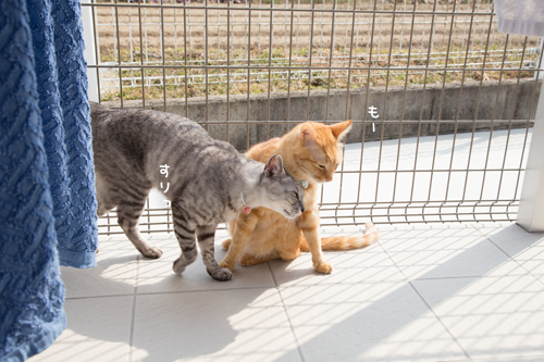 春のひざしの猫テラス_d0355333_17264761.jpg