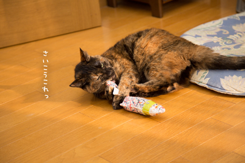 わりこんできたのは_d0355333_17264770.jpg
