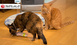 わりこんできたのは_d0355333_17264798.jpg