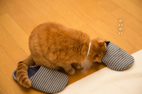 撮らせてください_d0355333_17265025.jpg