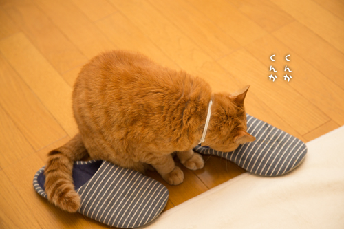 撮らせてください_d0355333_17265063.jpg