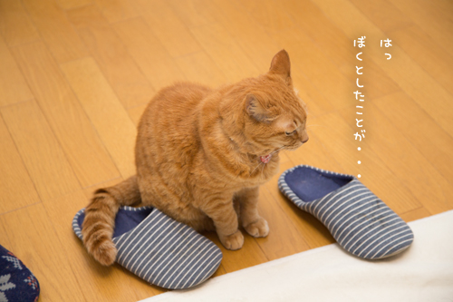 撮らせてください_d0355333_17265139.jpg