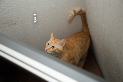 本気を出す時_d0355333_17265231.jpg