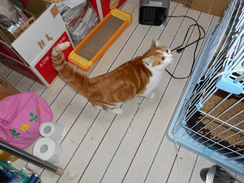 おしっぽぴんっ_d0355333_17265844.jpg