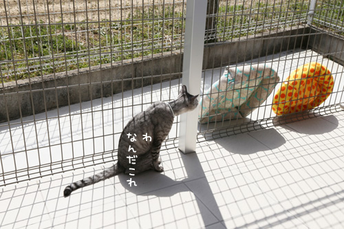 春ですね_d0355333_17270116.jpg
