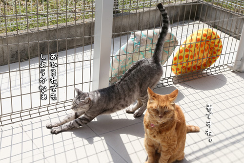春ですね_d0355333_17270200.jpg