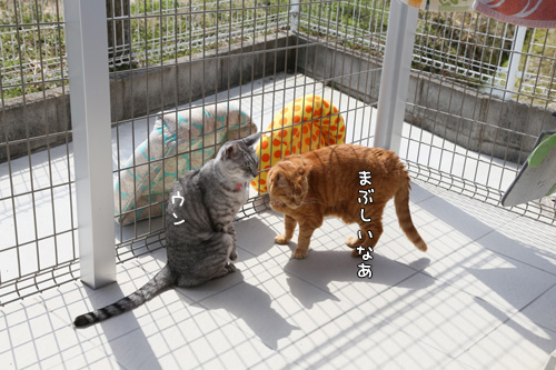 春ですね_d0355333_17270227.jpg