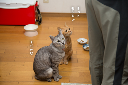 お魚祭り開催!_d0355333_17271293.jpg