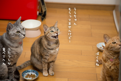 お魚祭り☆その3_d0355333_17271462.jpg
