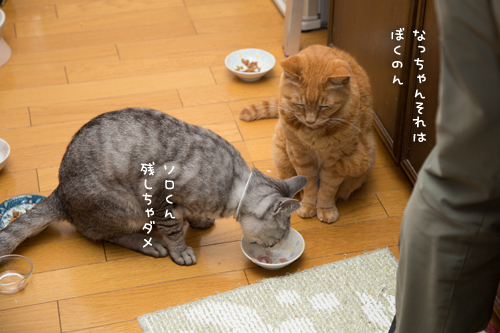 お魚祭り☆その3_d0355333_17271487.jpg