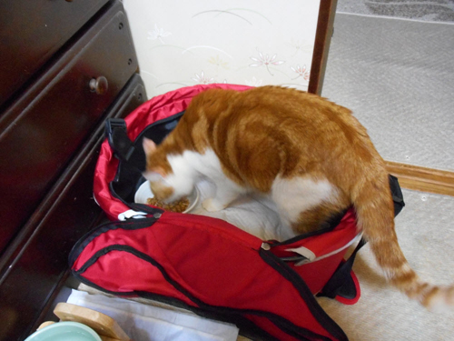 新しい猫バッグ_d0355333_17271660.jpg