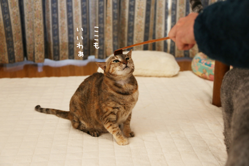 孫の手マジック_d0355333_17271926.jpg