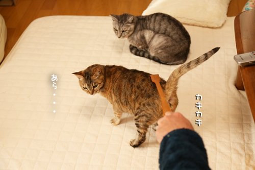 孫の手マジック_d0355333_17271931.jpg