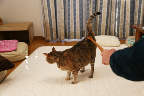 孫の手マジック_d0355333_17272097.jpg