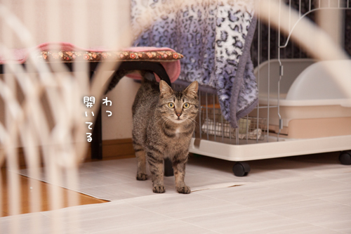でておいでーっ_d0355333_17273442.jpg
